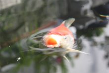 131003 - 10 Koi.JPG