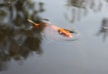 131003 - 11 Koi.jpg