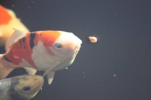 131003 - 14 Koi.jpg