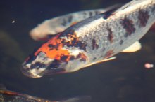 131003 - 18 Koi.jpg