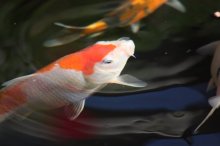 131003 - 20 Koi.jpg