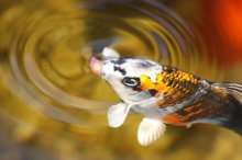 131003 - 21 Koi.jpg