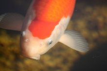 131003 - 23 Koi.jpg