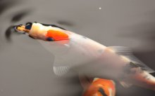 131003 - 25 Koi.jpg