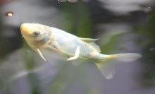 131003 - 27 Koi.jpg
