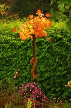 Ahorn in schönstem Herbstlaub_600.jpg
