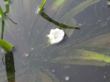 20130611_Juni_Blüte_Schwimmpflanze.JPG