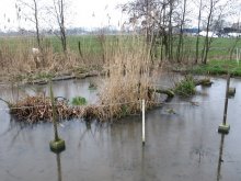 Teich 21012014.jpg