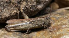 P1140448_2013-10-20_Nachtigall-Grashuepfer_Chorthippus-biguttulus_HGT.JPG