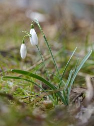 P1180781_2014-03-02_Galanthus-nivalis_Schneegloeckchen.JPG