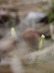 P1180786_2014-03-02_Leucojum-vernum_Fruehlingsknotenblume_spitzeln.JPG