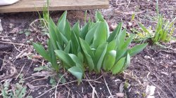 20140303_Tulpe.jpg