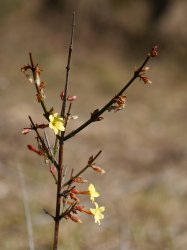 P1160827_2014-03-09_Winterjasmin_Jasminum-nudiflorum.JPG