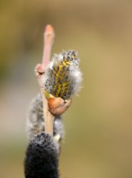 P1160857_2014-03-09_Palmkatzerl.JPG