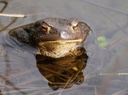 P1180181_2014-03-31_Bufo-Bufo_Weibchen.JPG P1180181_2014-03-31_Bufo-Bufo_Weibchen.JPG