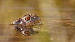 P1180157_2014-03-31_Bufo-Bufo_Maennchen.JPG P1180157_2014-03-31_Bufo-Bufo_Maennchen.JPG
