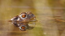 P1180157_2014-03-31_Bufo-Bufo_Maennchen.JPG