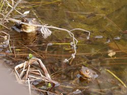 P1180173_2014-03-31_Bufo-Bufo-Paar.JPG P1180173_2014-03-31_Bufo-Bufo-Paar.JPG