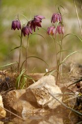 P1180205_2014-04-01_Schachbrettblume_Fritillaria-meleagris.JPG