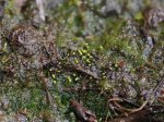 Drosera anglica.jpg