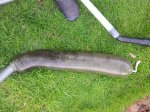 sauger4.jpg