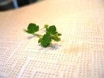 Was ist das 180414 1.JPG Was ist das 180414 1.JPG
