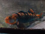 Etheostoma-caeruleum-2.jpg