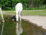 Tiere am Teich 010514.JPG