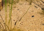 Fischlaich01.jpg Fischlaich01.jpg