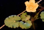 K1024_Nymphoides peltata rr.JPG