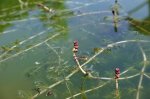 Unbekannte Wasserpflanze 3.jpg