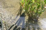 Frosch.jpg