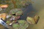 Frosch mit Seerose.jpg