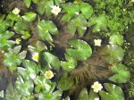 Nymphaea tetragona1.jpg