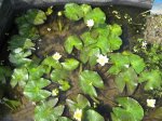 Nymphaea tetragona2.jpg