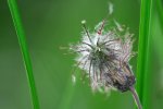 P1200760_2014-06-12_Banchnelkenwurz_Geum-rivale_verblueht_Sigma-150_2-8_Stativ.jpg