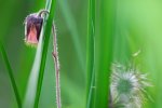P1200764_2014-06-12_Bachnelkenwurz_Geum-rivale_Bluete_Samenstand.jpg