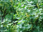 Obst 120614 02.JPG