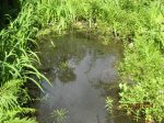 IMG_2342.JPG