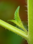 P1220526_2014-07-07_Tomaten-Geizling.JPG