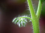 P1220527_2014-07-07_Tomaten_Knospen.JPG