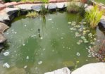 TEICH GRUEN.jpg TEICH GRUEN.jpg