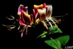 flower.JPG