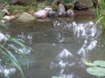 Teich 1-1.JPG
