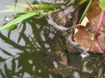 froschganz.jpg froschganz.jpg