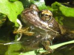 frosch-wasserlaeufer.jpg frosch-wasserlaeufer.jpg