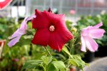 Hibiscus moscheutos 02.jpg