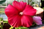 Hibiscus moscheutos 03.jpg