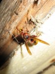 Vespa crabro adult.jpg