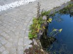 IMG_2588.JPG